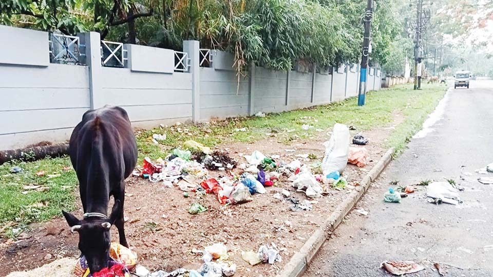 Artwork transforms garbage spot into beautiful walkway