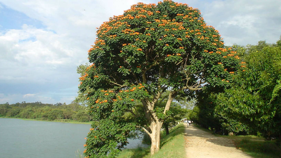 Restore feeder canal to augment inflow of water to Kukkarahalli Lake