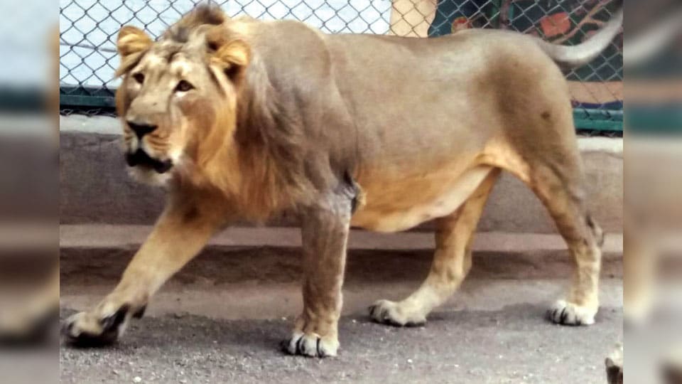 Mysuru Zoo awaits Sakkarbaug’s Shaurya