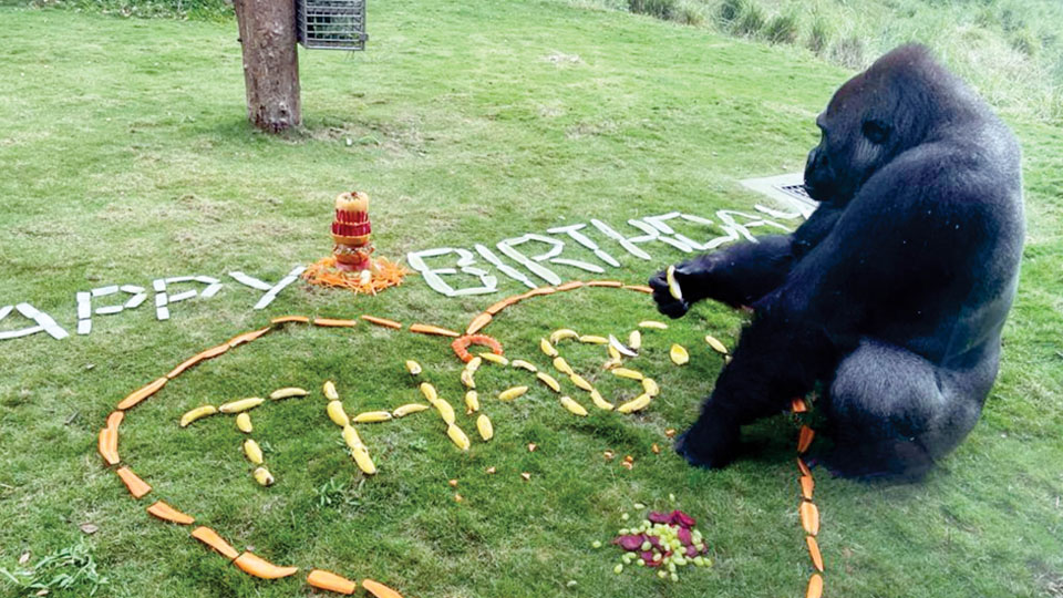 Fruity treat to Thabo at Mysuru Zoo